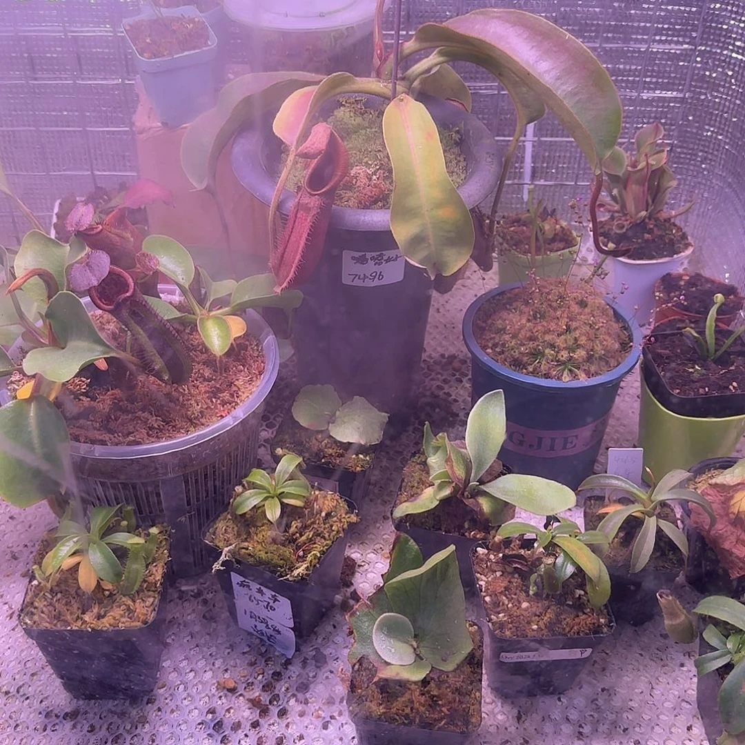 小***头无花朵专拍凑米链接