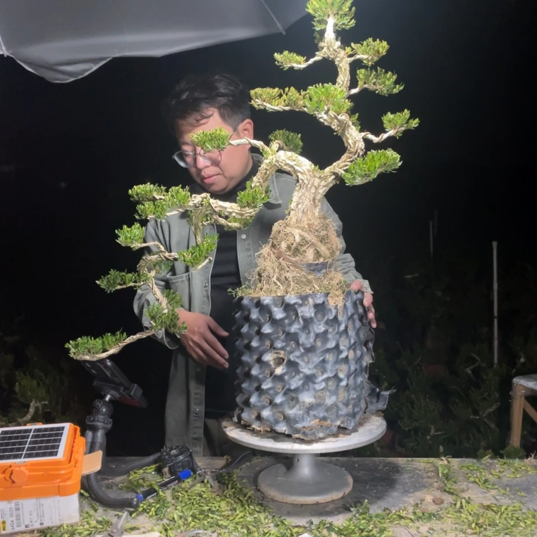 无花朵000000000009