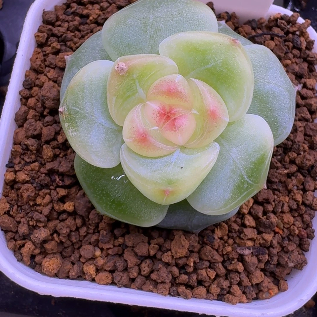 0920-77-1079单头