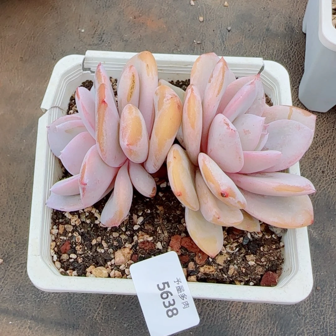 奶茶微瑕，5638多肉植物