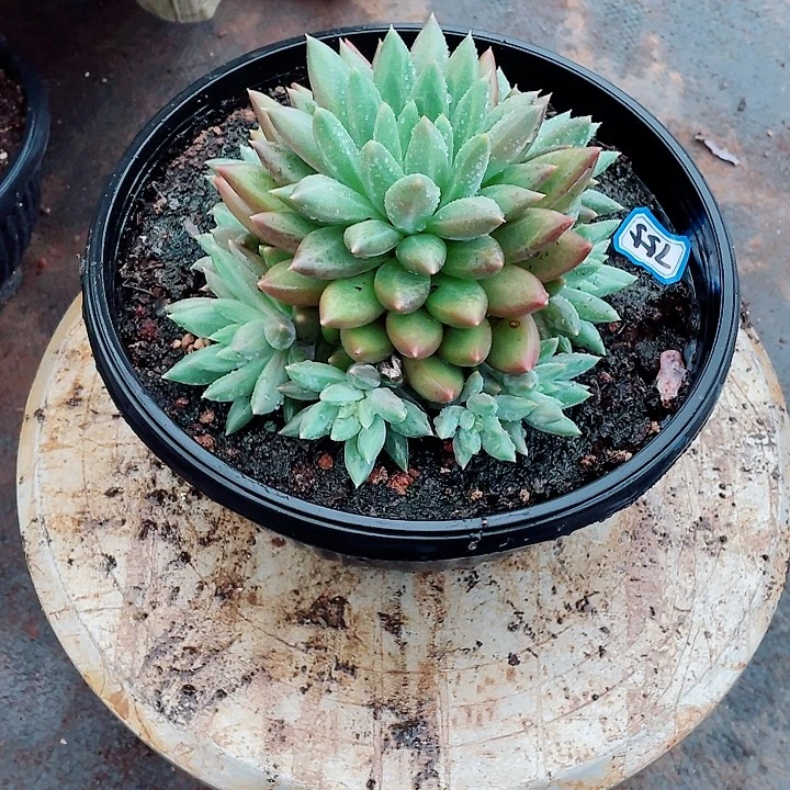 755 美人 一物一拍