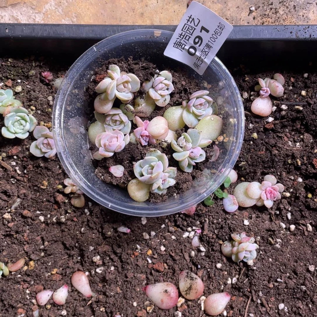 蓝****烟霞一物一拍091..