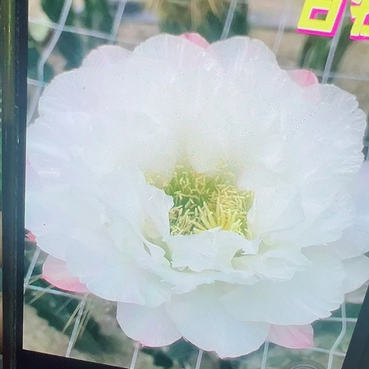 毛花柱 白牡丹 侧芽 厘米 满20包邮