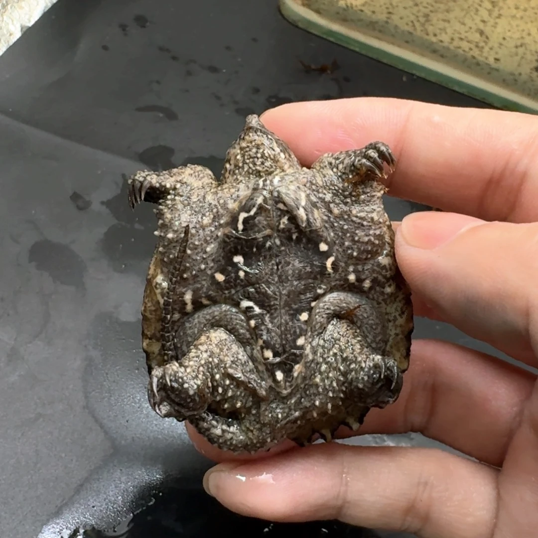 小鳄龟不分公母444