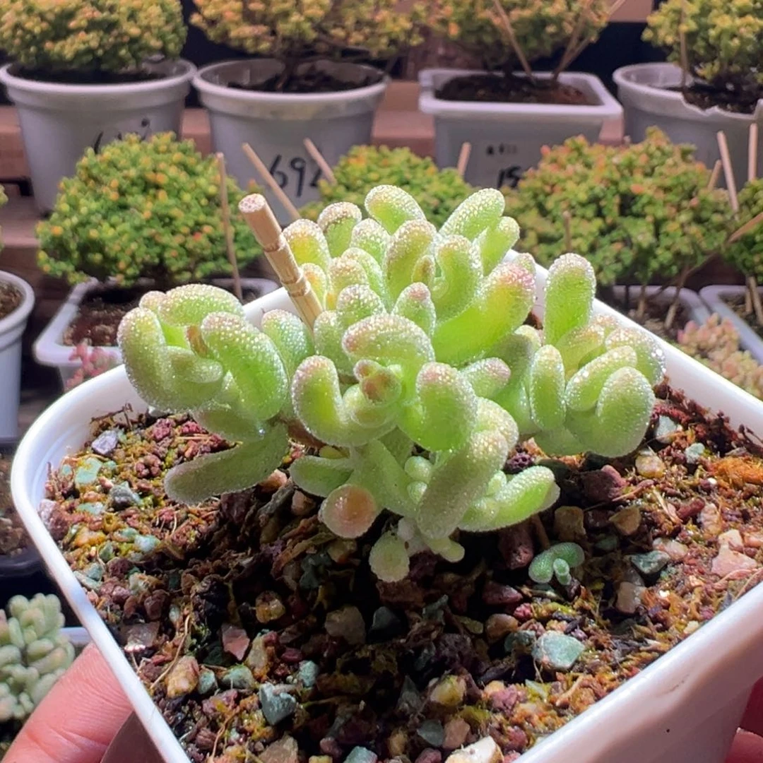 640钻石黄一物一拍包开箱