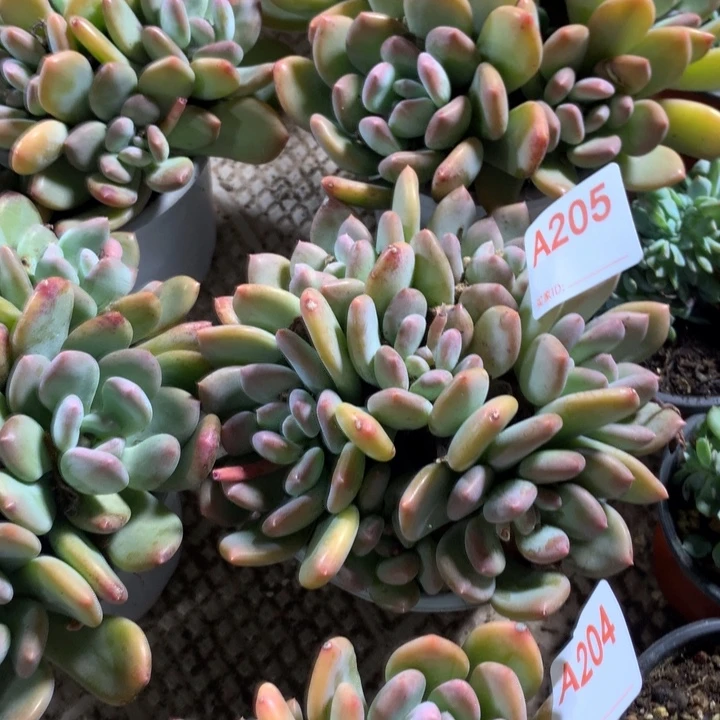 205 满20包邮脱土发货