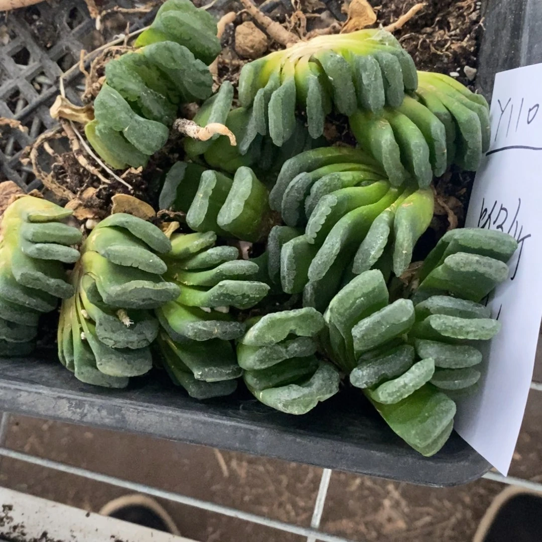 110 一颗银法师玉扇 国庆福利