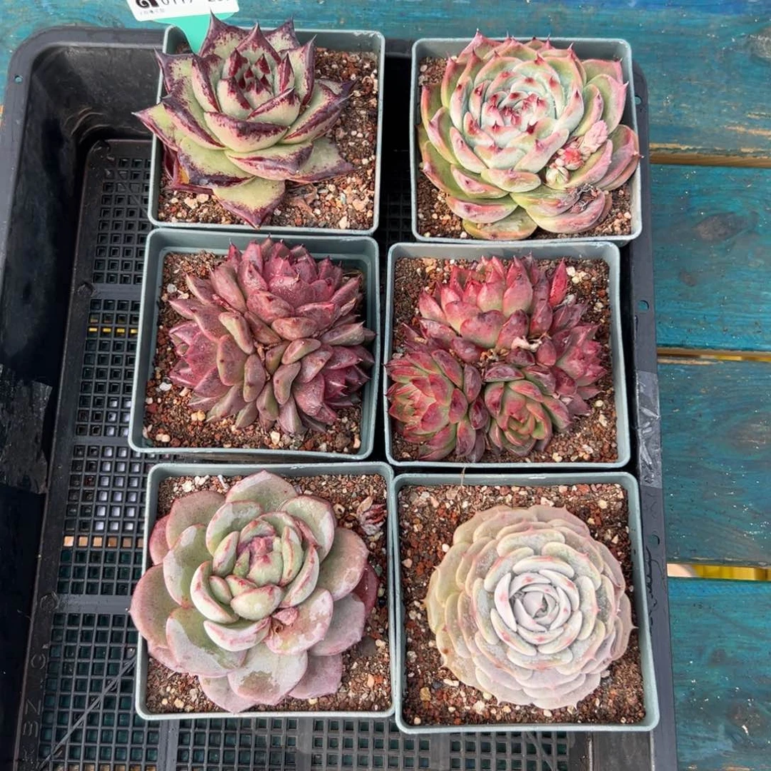 多肉精选编号0119.209