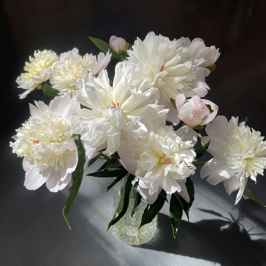 【凤羽落金池5枝】顺丰包邮 生花苞脱水发货 先醒花再售后 包包卖花