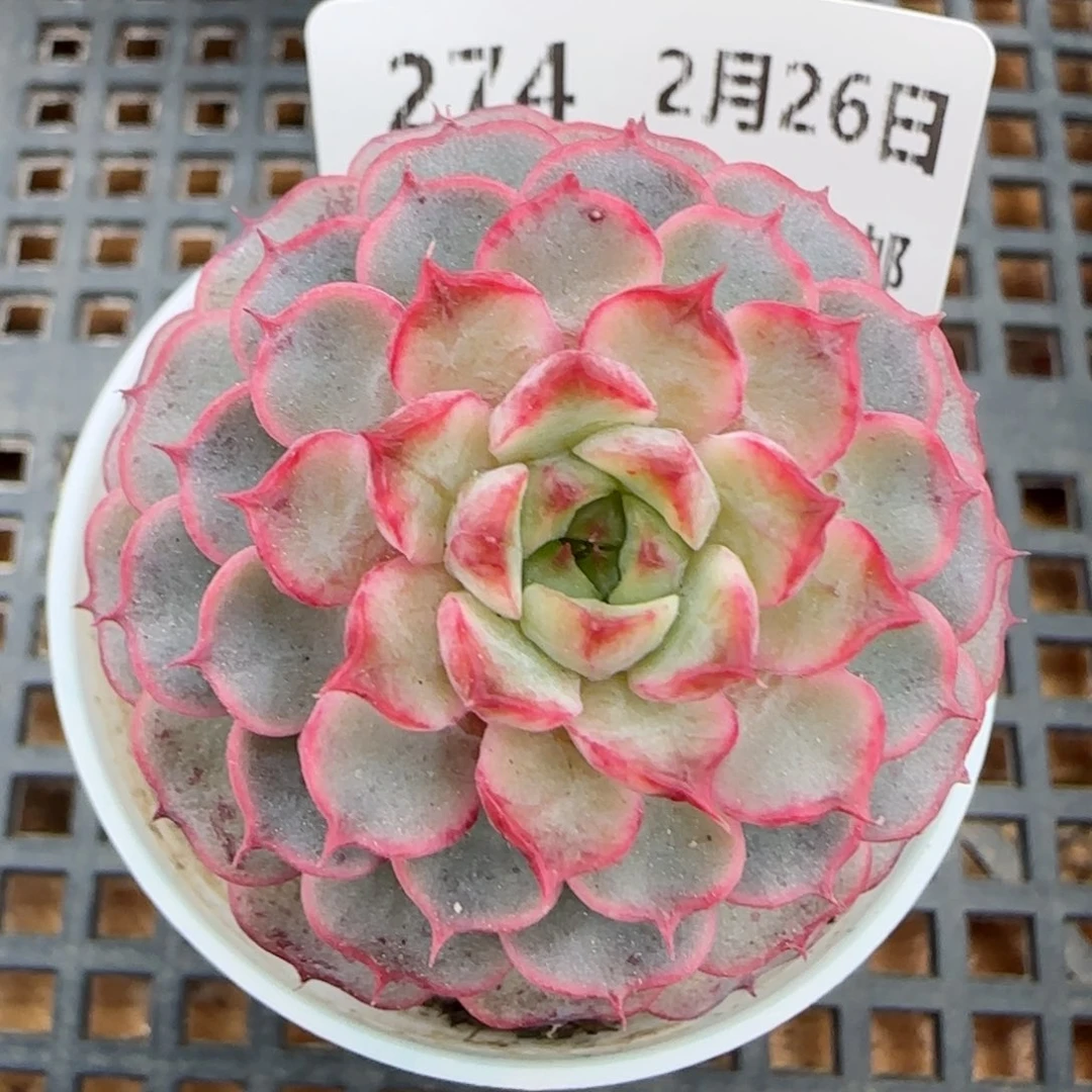 花语逸镜0226-274