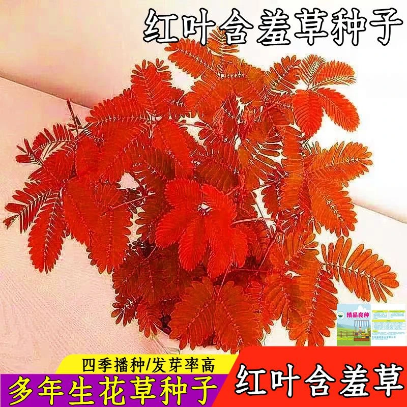 红叶含羞草种植跳舞草种子庭院阳台盆栽懒人植物四季播种花草种，0
