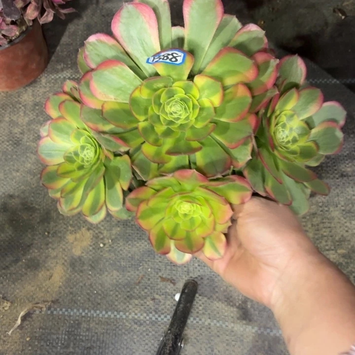 万奶白1388法师多肉