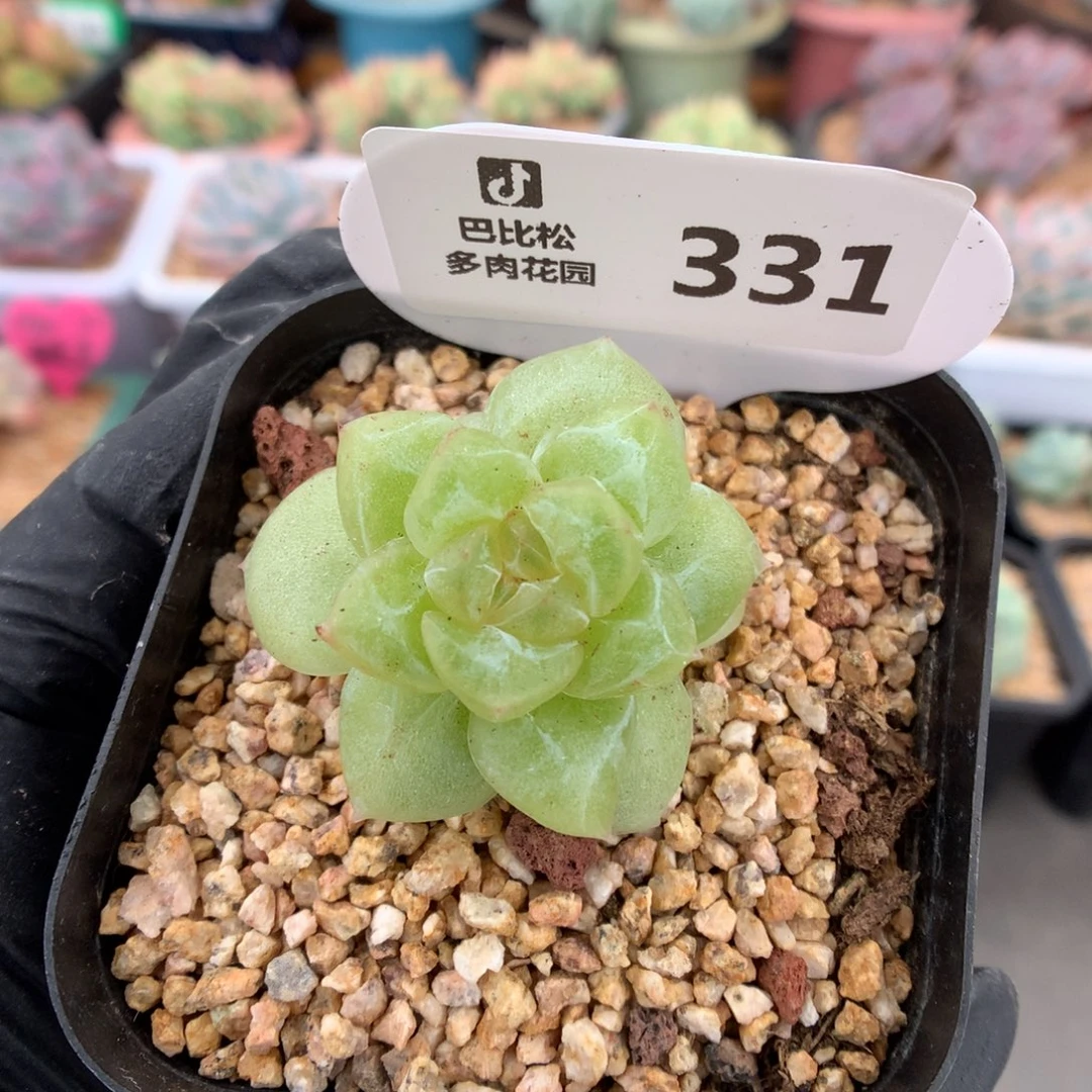 331 珍妮石化多肉