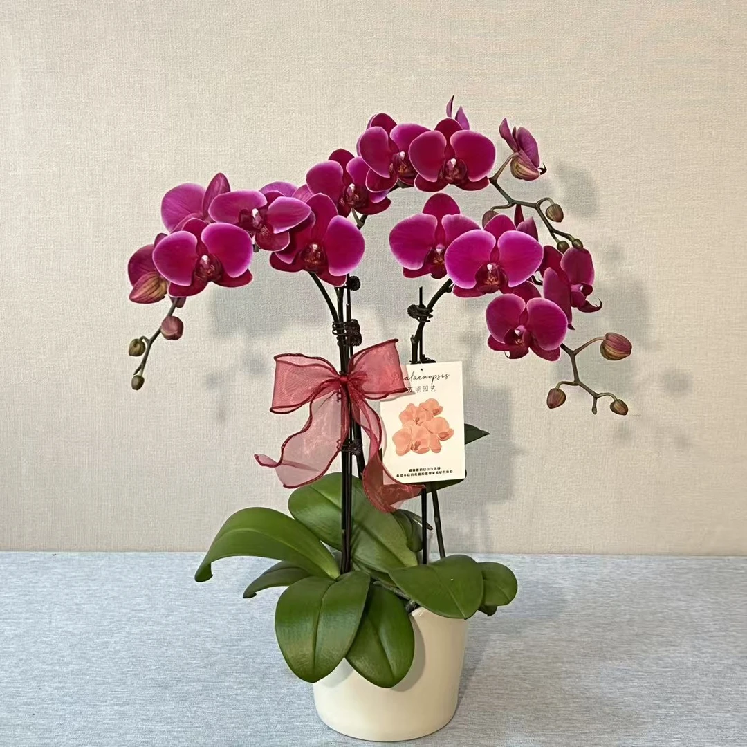 [香山]蝴蝶兰 室内鲜花绿植 长花期好养耐养 源头基地直发