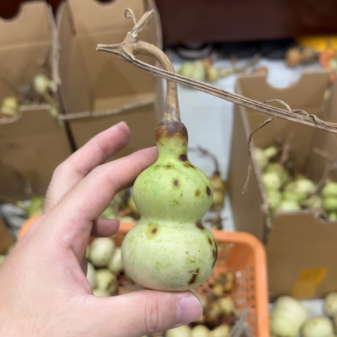 ****༉葫芦青皮不包成青皮不包成