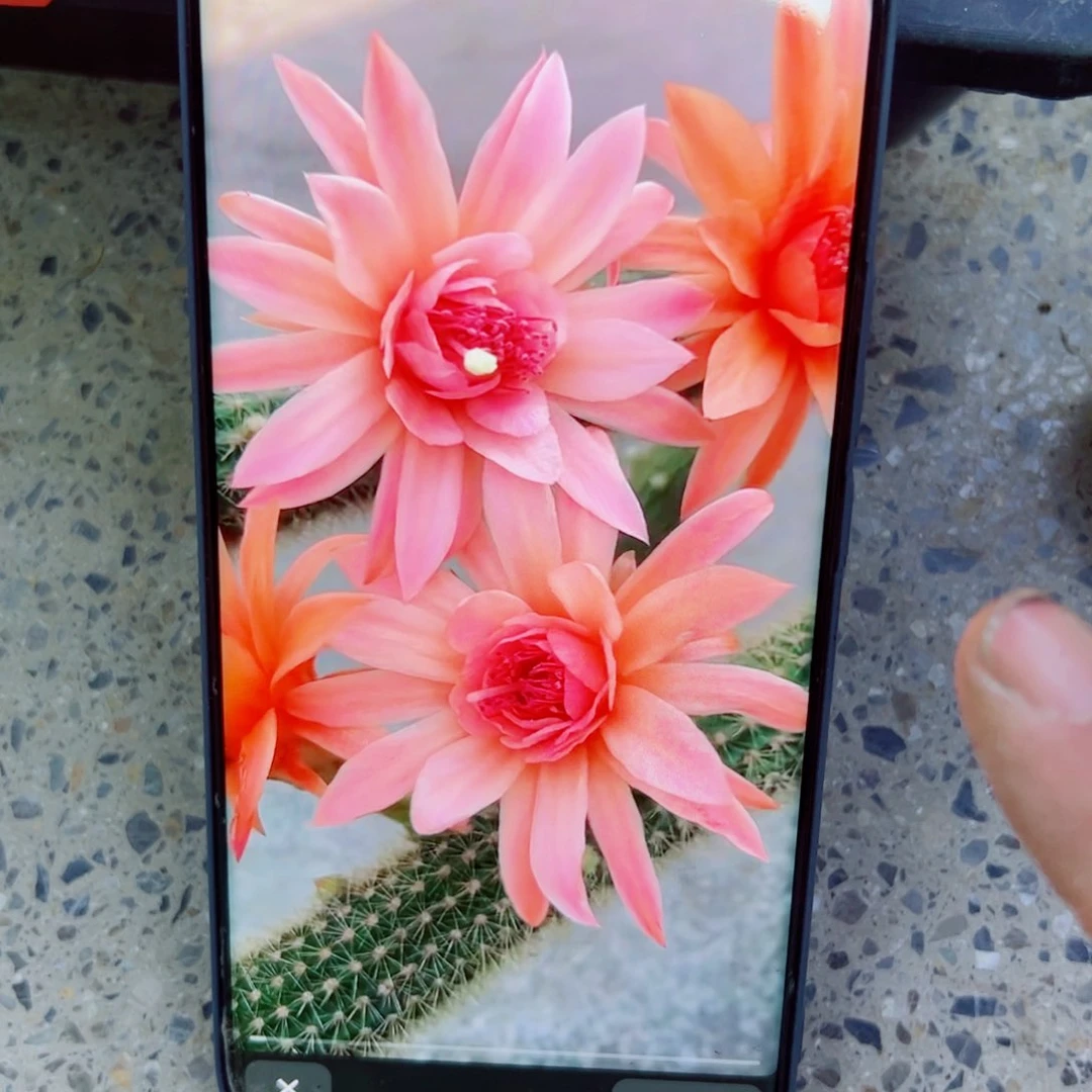 下27垂钓金妞双色歪无根侧芽6公分左右20包邮