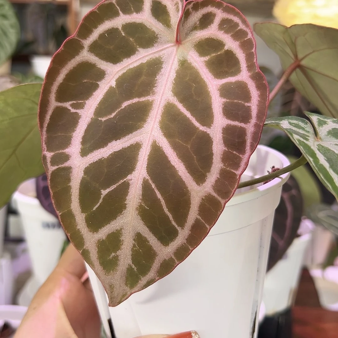 无花朵骨纹水晶A11