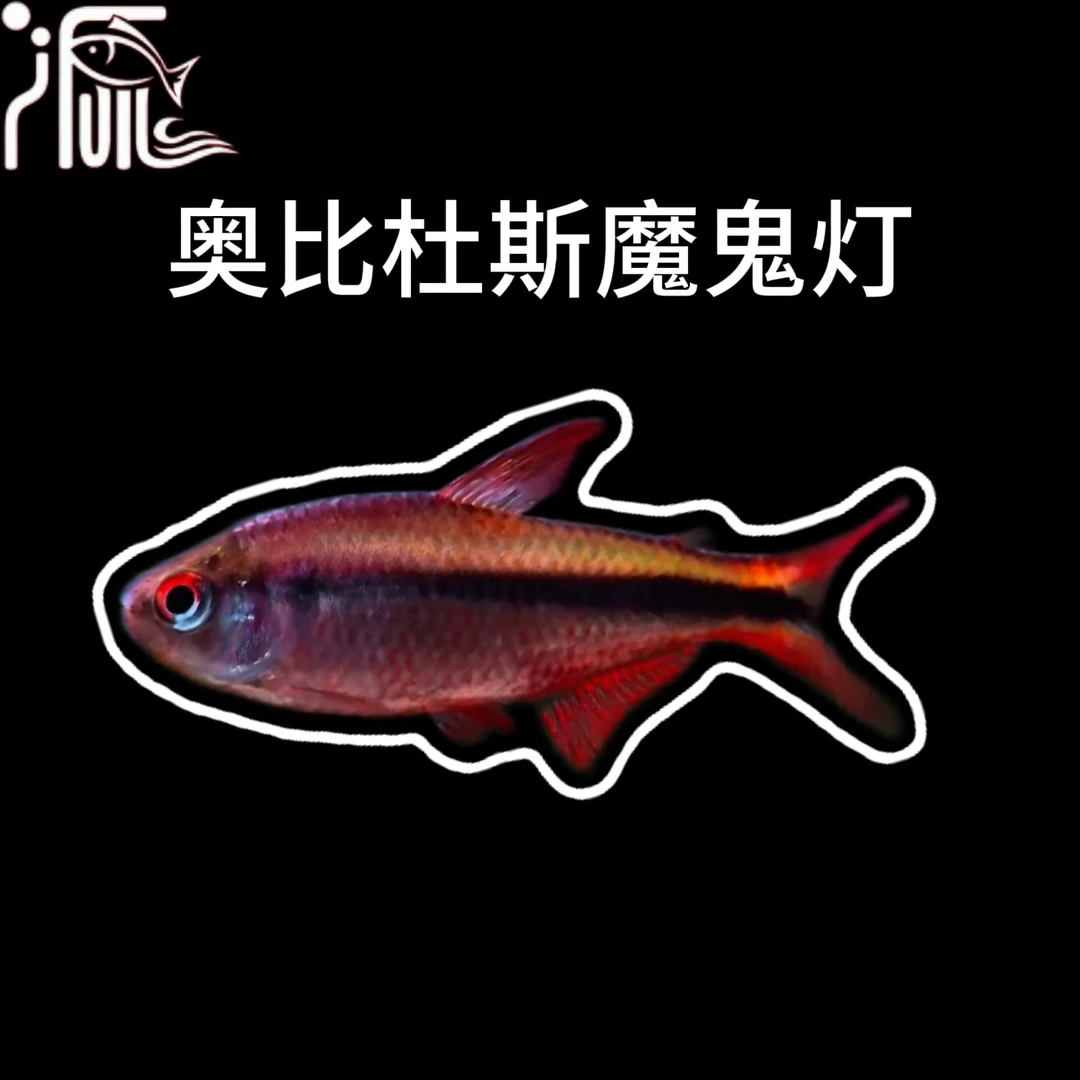 【小谢水族】奥比杜斯魔鬼灯