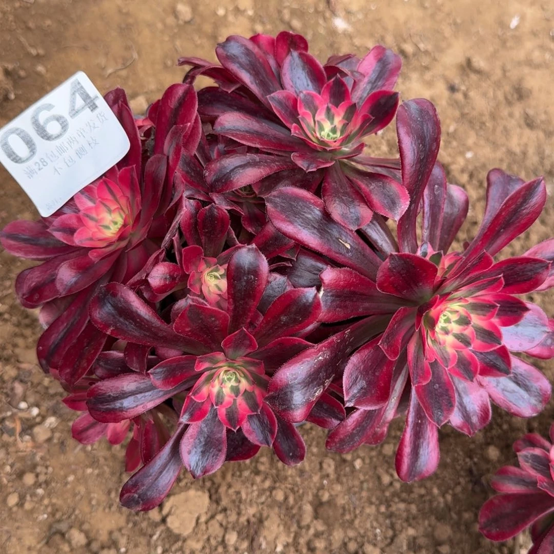 64号美杜莎不包损