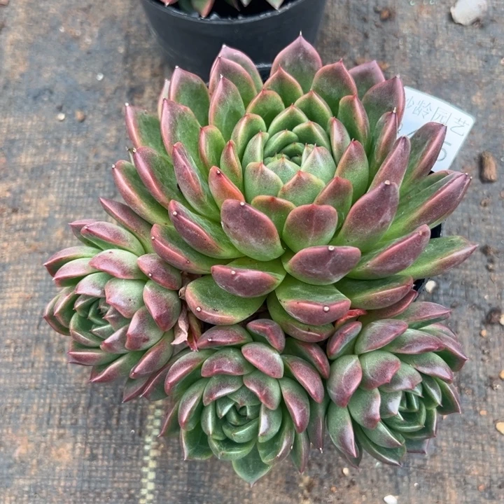 8425杂交多肉植物基地