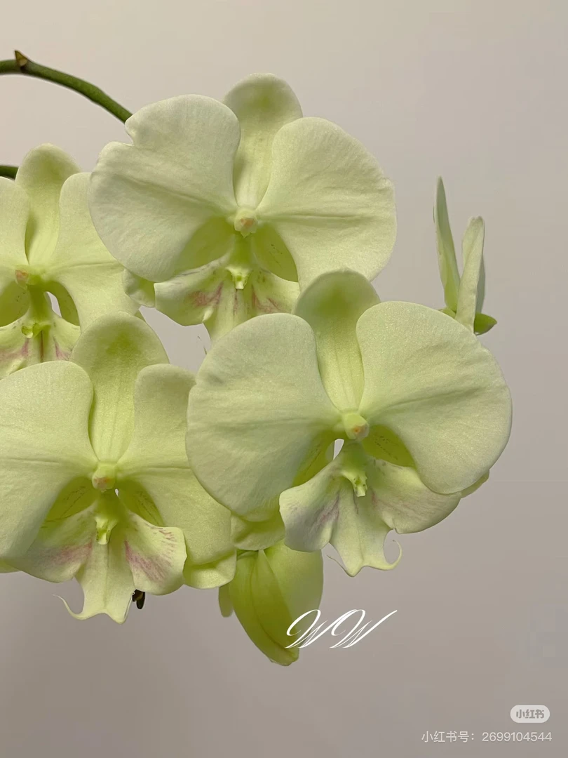 【冰雕翡翠】2.8寸蝴蝶兰苗｜带花剑，天热控水发货