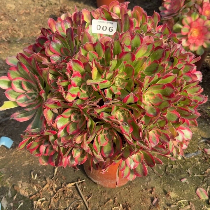 003红体妖月。多肉植物