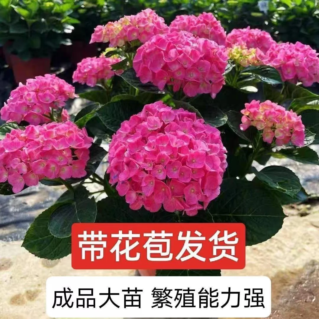 带花苞无尽夏大花绣球花苗盆栽玫红妈妈八仙花阳台庭院四季开花卉