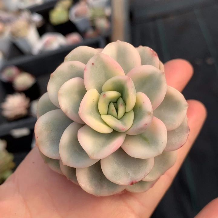 有一锦多肉植物在