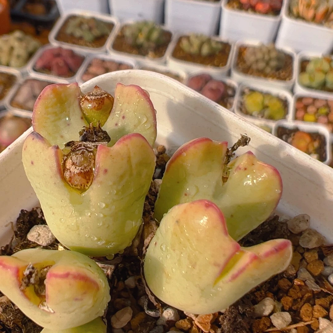 33多肉植物百科知识