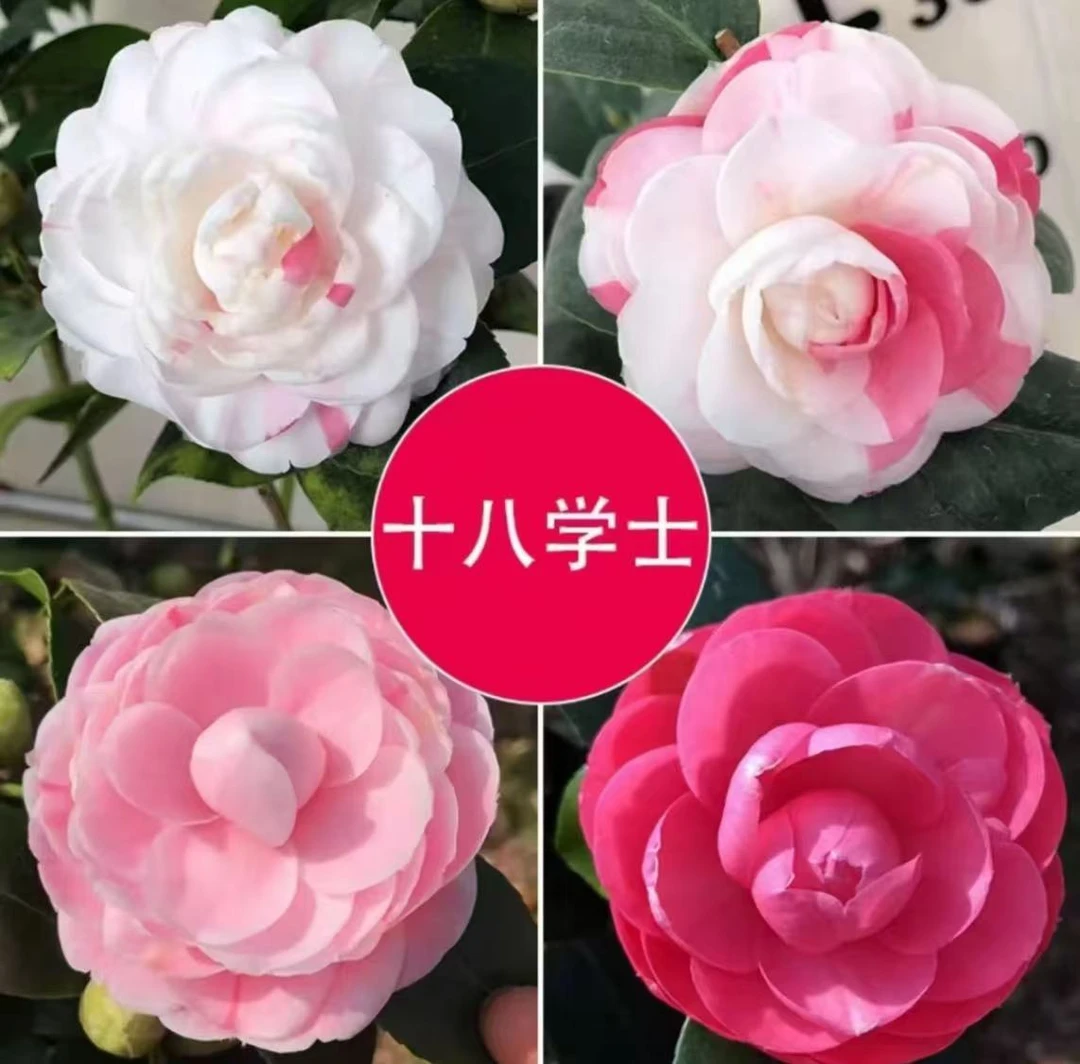 品种十八学士茶花老庄一物一拍