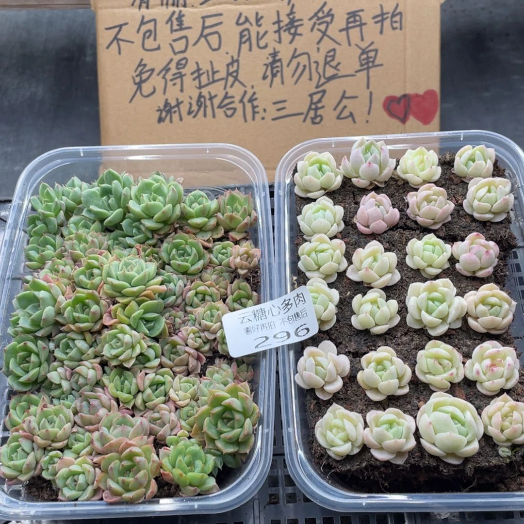 云糖心多肉植物296