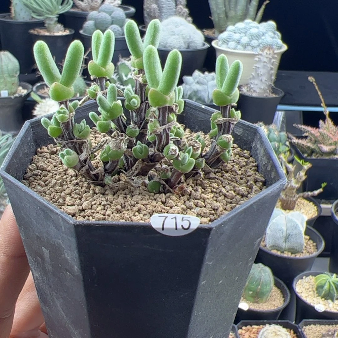 短耳朵小兔子一物一拍715