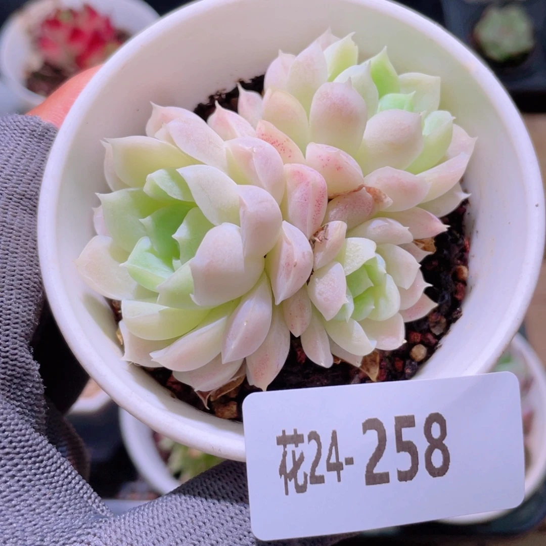 花利美24-258白月影