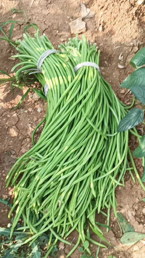 陕西秦岭土特产农家豇豆新鲜长豆角脆嫩爽口营养蔬菜当天现摘直发