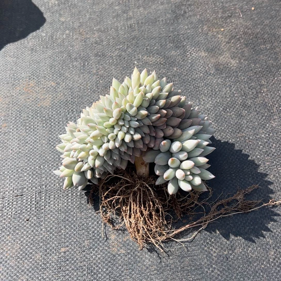 大***溪所罗门缀化 发货