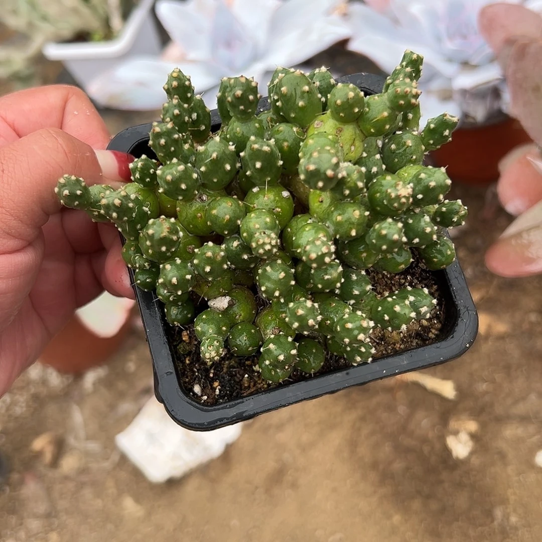 多肉植物罗西安娜团扇