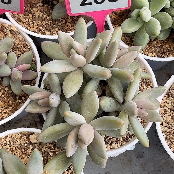 多肉植物白兰地288