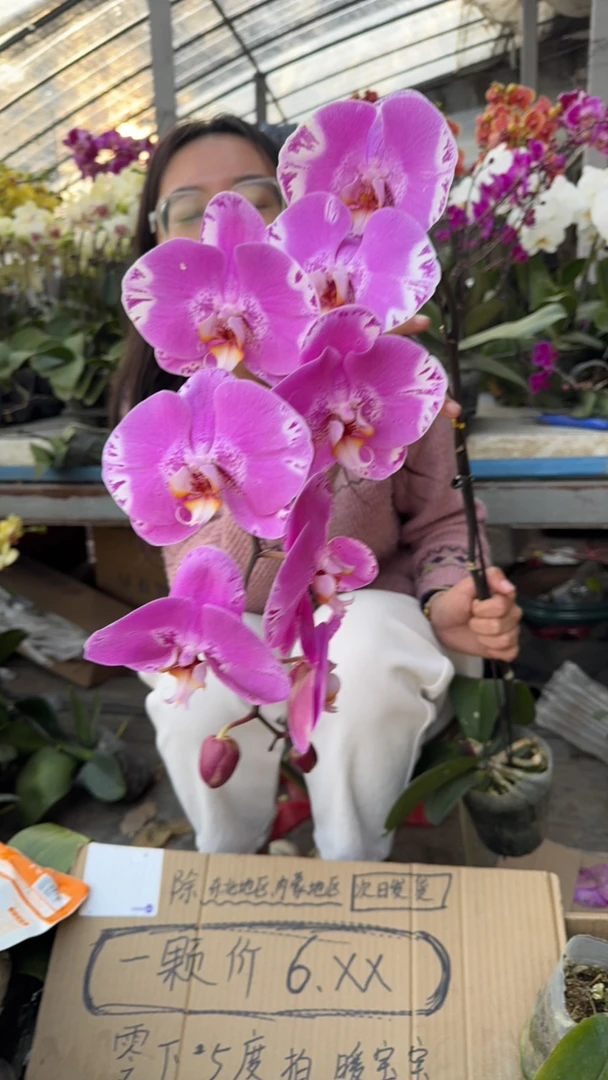 （藏宝图）蝴蝶兰室内盆栽花卉植物