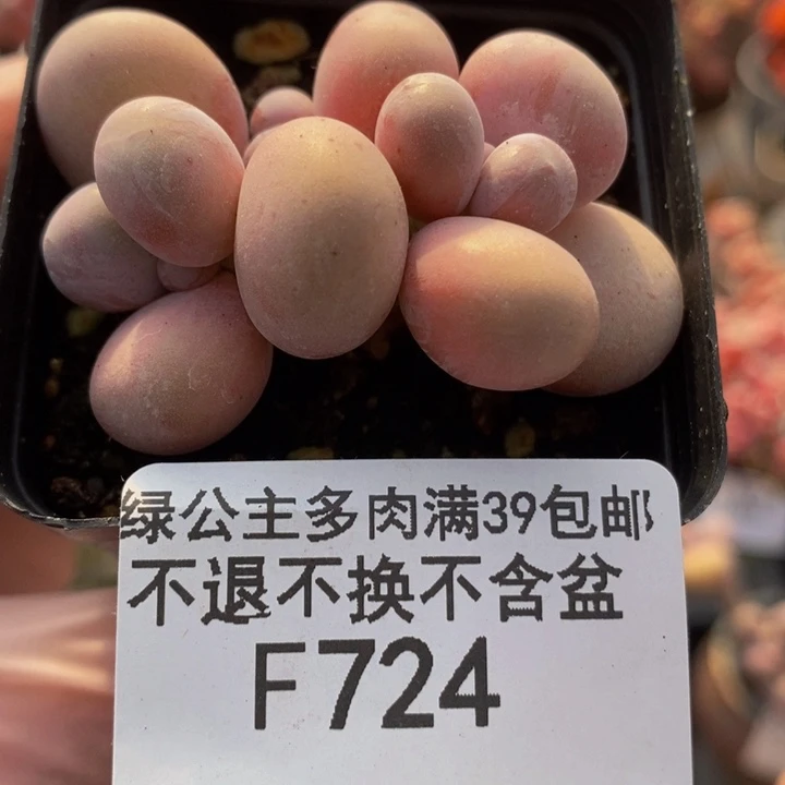 橙奶4cm724多肉植物