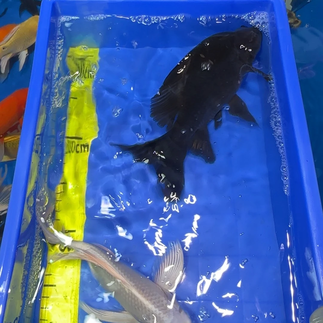 中国大陆蝴蝶鲤两条一黑一白