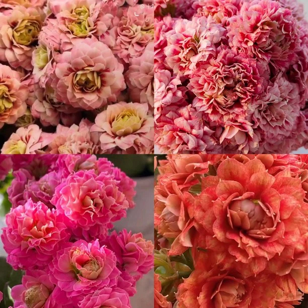 新人组合110盆4盆长寿花（沉鱼落雁、、圣火、长相思、玄女猫眼、）