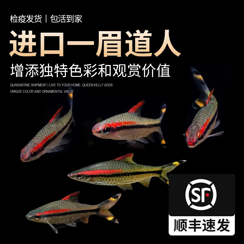 黄化黄金一眉道人鱼草缸鱼活体群游之王热带观赏鱼黄金大胡子