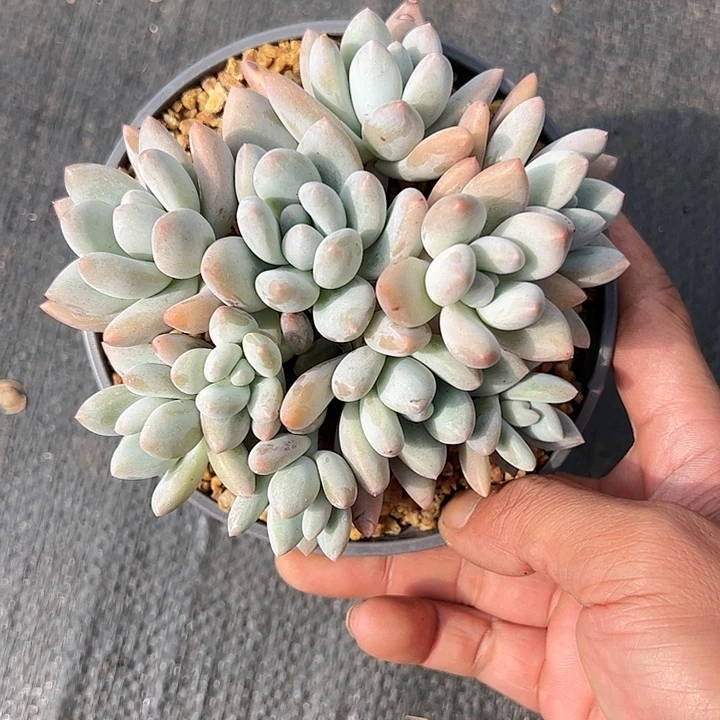 【闪购商品】香水群