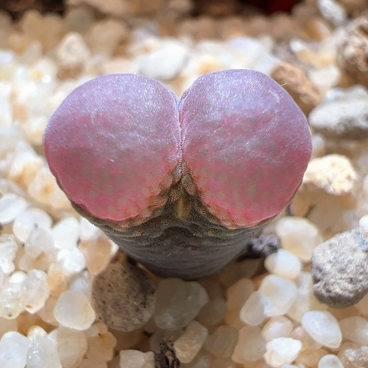 239。特选c10X贝瑞。 2年丝绒窗