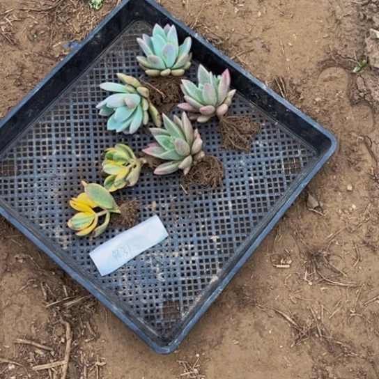 多肉植物三个品种一盘