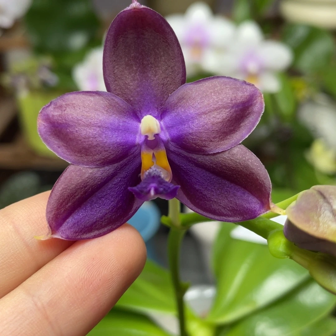 大部分花苞少量开放2.5鱼鱼交蓝鸟