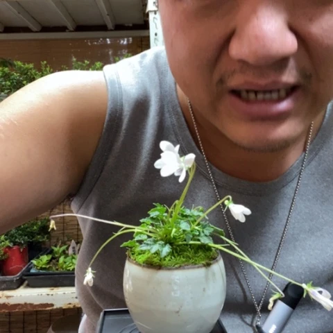 红陶一物一拍所见即所得76