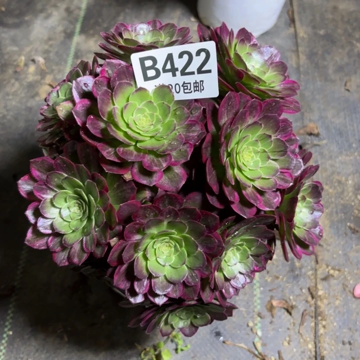 瑞妈一物一拍422