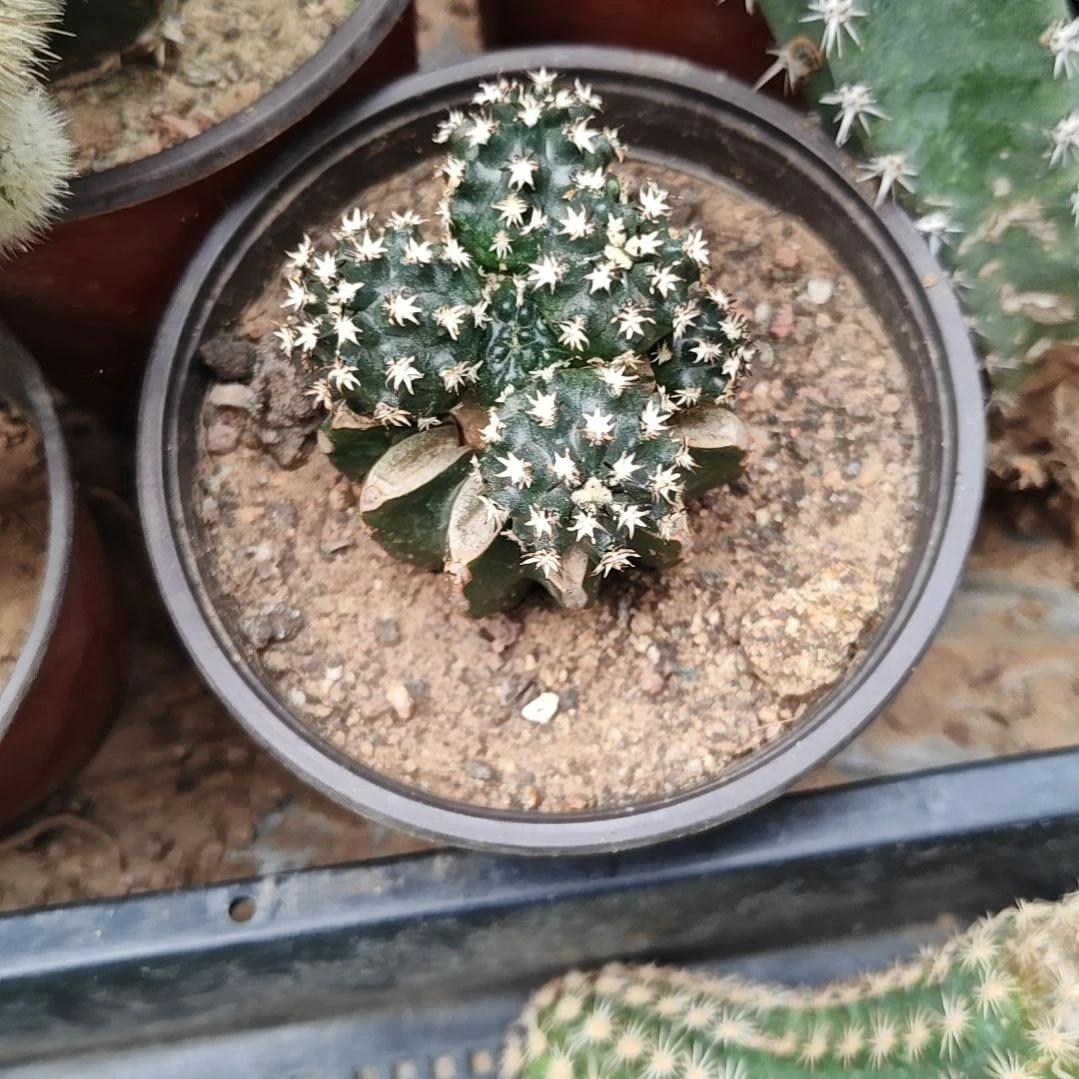短豪刺青花虾苗接福47