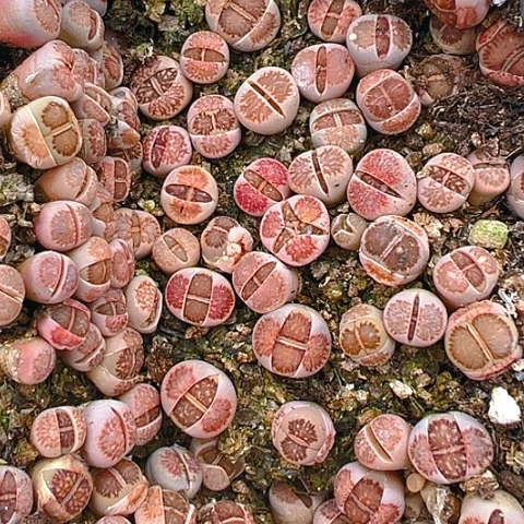 【闪购商品】24528